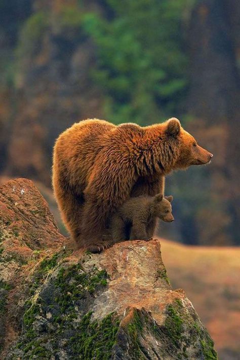 Matka Natura, Animal Planet, Baby Bear, Mama Bear, Animal Photo, Nature Animals, 귀�여운 동물, Brown Bear, Animals Friends