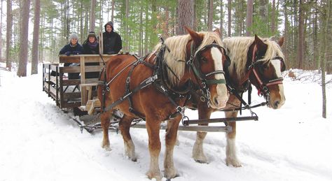 Beautiful Winter Sleigh Rides in Northern Michigan Belgian Horse, Glen Lake, Haflinger Horse, Sturbridge Village, Michigan Travel, Steamboat Springs, Horse Trailer, Over The River, Horse Drawn