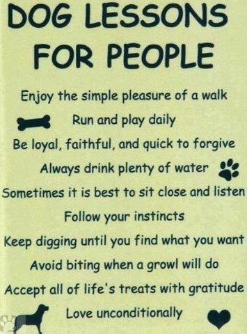 Absolutely LOVE All of Our Fur Babies!!! 🐶🐶🐶🐶🐶🐶🐶 Dale Carnegie, E Card, Dog Quotes, Training Tips, Good Advice, Border Collie, Dog Life, I Love Dogs, Great Quotes