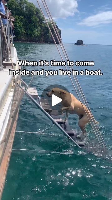 Derek Pickell on Instagram: "Yoda climbing back on-board after playing in the beach. #corsairsailing #rescuedog #rescuedogs #sailing #woodenboats #travel #boating #liveaboard #dogs #dogsofinstagram #ocean #caribbean #grenada" Sailing The Caribbean, Liveaboard Boats, Lake Fun, In The Beach, Special Pictures, Wooden Boats, Rescue Dogs, The Caribbean, Cute Funny Animals