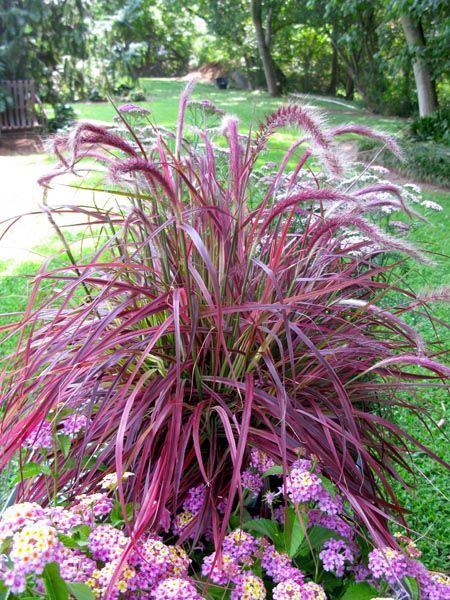 Pennisetum Setaceum, Fountain Grass, Landscaping Garden, Garden Fountain, Ornamental Grasses, Lawn And Garden, Shade Garden, Rock Garden, Outdoor Plants