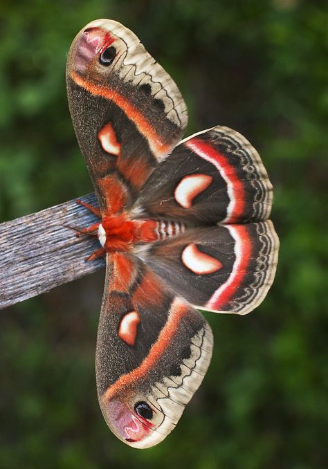 Cecropia moth Hyalophora cecropia Skogstjarna Carlton Co MN IMG_6573 Moth Character, Moth Tattoos, Cecropia Moth, Butterfly Chrysalis, Moth Species, Colorful Moths, Cute Moth, Lunar Moth, Insect Wings