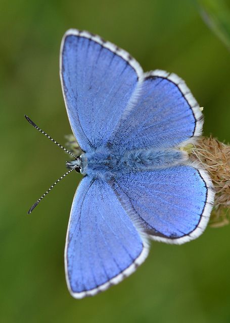 The Adonis Blue Butterfly. Has a fluffy layer on the outside of its wings to lighten the bright blue color. This butterfly is one of the two dead objects that Clegg shows Miranda, while touring his home. Azure Butterfly, Moth Caterpillar, Flying Flowers, Blue Beauty, Butterfly Photos, Beautiful Bugs, Flying Insects, Butterfly Pictures, Butterfly Kisses