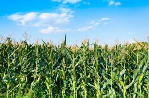 Agriculture Photography, Corn Fields, Corn Field, Corn Plant, Sky Photos, Down On The Farm, Fields Photography, Tree Farms, Wildlife Art