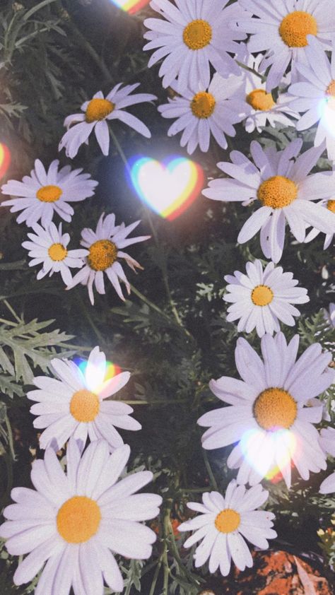 Daisy Daisy Background Aesthetic, Daisy Moodboard, Daisy Wallpaper, Wallpaper Girly, Iphone Wallpaper Girly, Twitter Header, Aesthetic Wallpaper, Cute Wallpapers, Aesthetic Wallpapers