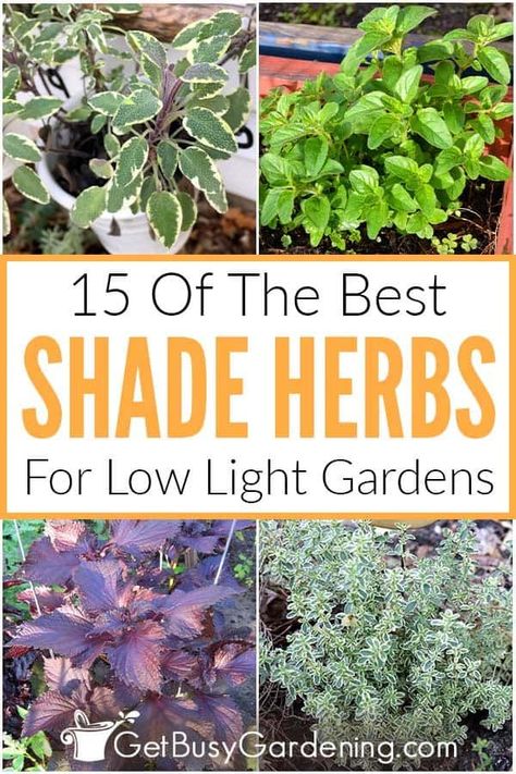 Shade Herbs, Garden Landscaping Design Ideas, Growing Basil, Shade Garden Plants, Types Of Herbs, Witch Garden, Fragrant Plant, Sun Plants, Tea Garden