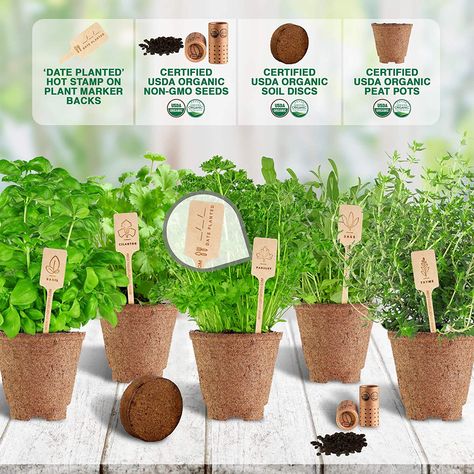 Cilantro Parsley, Date Plant, Herb Garden Kit, Indoor Herb, Seed Kit, Growing Gardens, Culinary Herbs, Indoor Herb Garden, Grow Kit