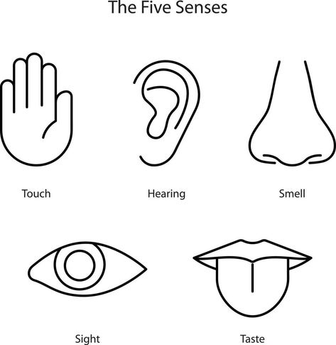 Drawing Of Nose, Easy Nose Drawings, Human Senses, Body Parts For Kids, Easy Eye Drawing, Senses Preschool, How To Draw Ears, Body Part Drawing, Dibujo Simple