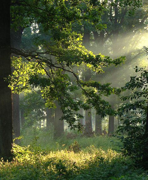 Taman Air, Forest Aesthetic, Dappled Light, Image Nature, Mystical Forest, Nature Aesthetic, In The Forest, Photo Reference, Fantasy Landscape