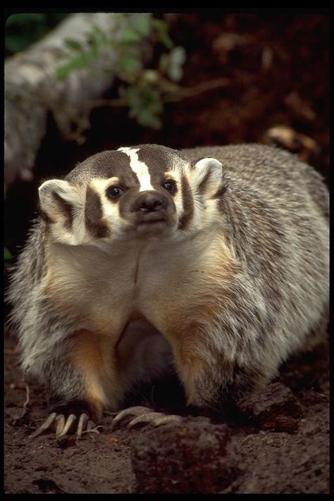 American Badger, Wild Kingdom, Honey Badger, Types Of Animals, Wild Dogs, Woodland Creatures, Animals Of The World, Animal Planet, Animal Photo