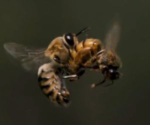 Drone Bee, Backyard Beekeeping, Bee House, I Love Bees, Bee Pollen, Reproductive System, Bee Art, The Verge, Save The Bees