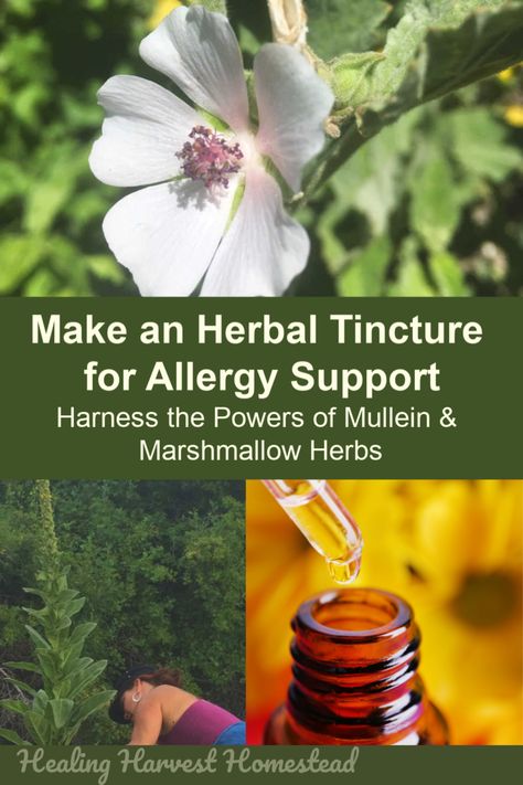 DIY Respiratory Support (ALLERGY) Tincture: Mullein & Marshmallow — Home Healing Harvest Homestead Allergy Tincture, Homemade Tinctures, Marshmallow Herb, Tincture Recipes, Herbs Medicine, Folk Remedies, Herbal Vinegar, Inflammatory Recipes, Herbs Garden