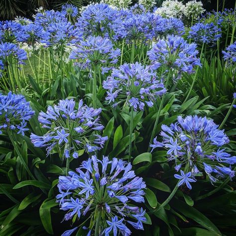 Agapanthus Africanus, Blue Sargent, Raven Cycle, Plant Tags, December 11, Cooler Weather, Tropical Plants, Pretty Flowers, This Weekend