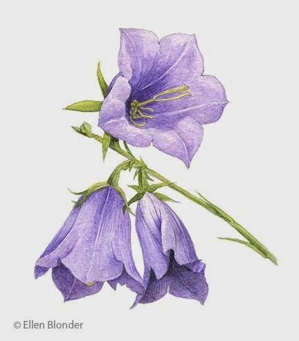 Ellen Leong Blonder Campanula Flowers, Blue Bell Flowers, Flower Art Drawing, Wall Murals Painted, Diy Watercolor, 자수 디자인, Nature Illustration, Realistic Drawings, Flower Illustration