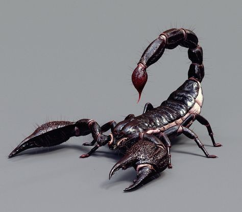 Asian Scorpion, Se June Cheun on ArtStation at https://www.artstation.com/artwork/NvLQ5 Scorpion Reference Photo, Scorpion Drawing Reference, Scorpion Reference, Scorpion Anatomy, Realistic Scorpion Tattoo, Scorpion Photo, Scorpion Oc, Egyptian Scorpion, Scorpion Aesthetic