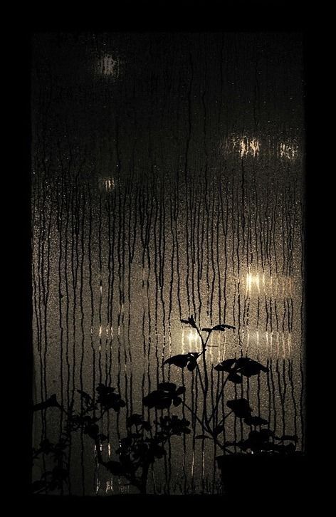 The Rain, In The Dark, At Night, Water, Plants