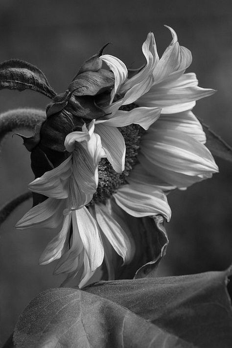 Sunflower Black And White, Vagabond Manga, Black And White Picture Wall, Black And White Flowers, Floral Photography, Black And White Aesthetic, White Image, Black White Photos, Chiaroscuro