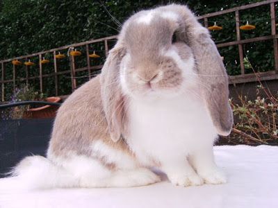 Are you suitable for a french lop Rabbit? French Lop Rabbit, French Lop, Mini Lop Bunnies, Lop Bunnies, Lop Eared Bunny, Pet Rabbit Care, Lop Rabbit, Rabbit Breeds, Beautiful Rabbit