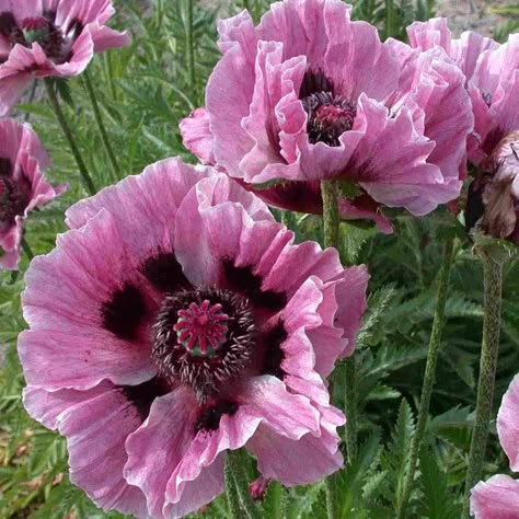 Papaver Orientale, Flower Gardens, Flower Display, Flowers Perennials, Favorite Flowers, Exotic Flowers, Poppy Flower, Flower Beauty, Beautiful Blooms