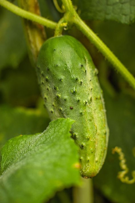 Bitter Cucumbers, How To Grow Lemon, Types Of Tomatoes, Cucumber Beetles, Lemon Cucumber, Cucumber Plant, Water In The Morning, Growing Cucumbers, Companion Plants