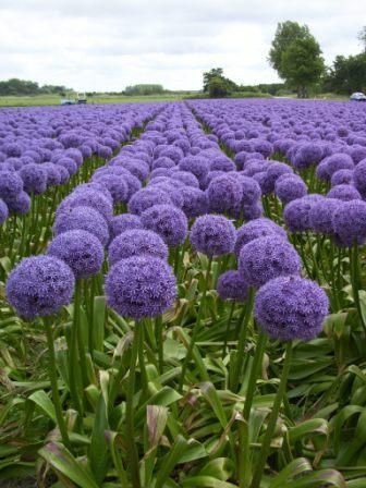 A field of Purple Allium Globemaster. This specific one comes from a bulb. Giant Allium, Allium Bulbs, Allium Flowers, Hydrangea Care, Heart Flowers, Purple Garden, Rare Flowers, Ornamental Plants, Gorgeous Gardens