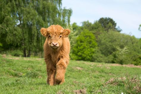 Farmer’s Adorable Baby Micro Mini Highland Cow Acts Just Like a Puppy - PetHelpful News Mini Highland Cow, Mini Cows, Big Puppies, Animal Experiences, Pet Hotel, Cute Video, Highland Cows, Baby Cows, Pure Joy