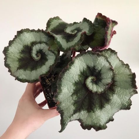 Begonia Escargot, Plant Goals, Jungle Gardens, Gothic Garden, Plant Fungus, Houseplants Indoor, Plant Aesthetic, Flowering Plants, Drought Tolerant Plants