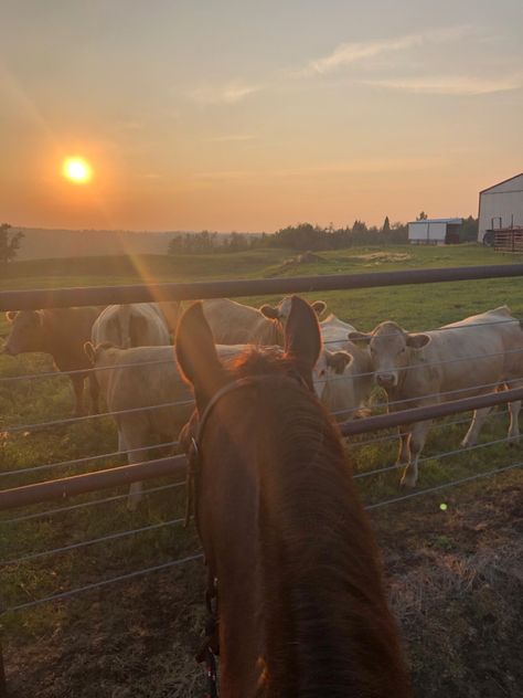 Western Pfp, Old Country Aesthetic, Retro Cowgirl Aesthetic, Country Aesthetic Western, County Aesthetic, Western Core, Aesthetic Horses, Farming Life, Cowgirl Pictures