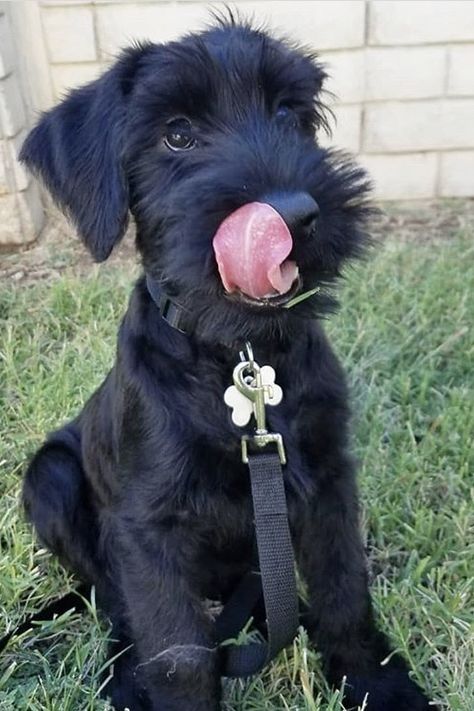 Schnauzer Poodle Mix Dogs, Black Schnauzer Puppy, Schnauzer Black, Giant Schnauzer Puppy, Schaunzer Dog, Cute Shnouzers, Giant Shnauzer, Black Mini Schnauzer, Schnoodle Dog