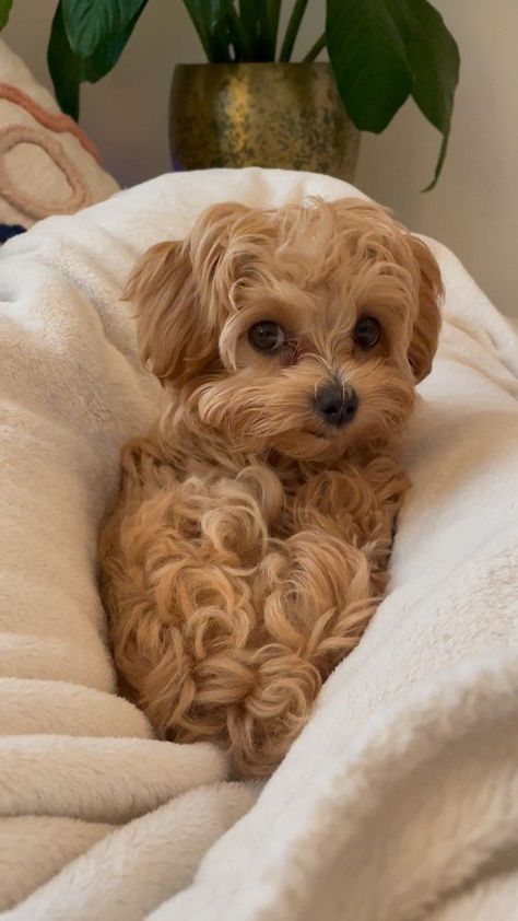 Fluffy Puppy Aesthetic, Teacup Maltipoo Puppy, Maltipoo Aesthetic, Maltipoo Full Grown, Mini Maltipoo, Dog Maltipoo, Cute Tiny Dogs, Cavapoo Breeders, Cute White Dogs