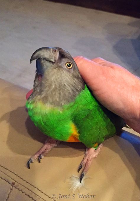 My Senegal parrot training me to scratch and pet, by Joni S Weber #SenegalParrot Bird Enclosure, Senegal Parrot, Parrot Training, Parrot Wallpaper, Cute Parrot, Human Babies, Chicken Noodle, Bird Species, Bird Feathers