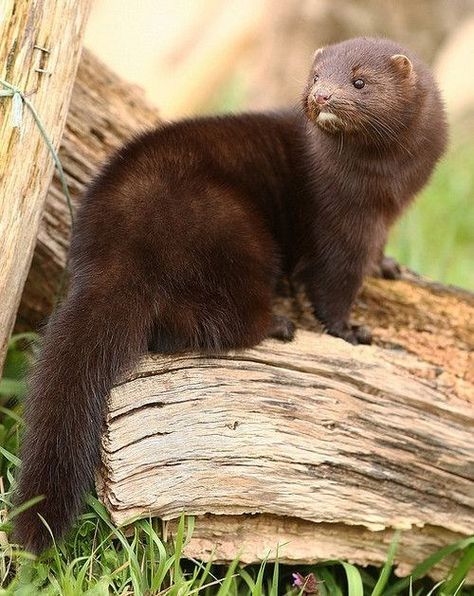 A New Fate Mink Animal, A Ferret, Wild Kingdom, Unusual Animals, Animals Of The World, Animal Planet, An Animal, Animal Photo, Nature Animals