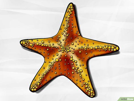 How to Draw a Starfish: 6 Steps (with Pictures) - wikiHow Starfish Clipart, Starfish Drawing, Cartoon Starfish, Starfish Painting, Starfish Tattoo, Starfish Art, Drawing Stars, Drawn Fish, Turtle Drawing