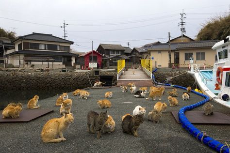 Aoshima Island, Cat Island Japan, Japanese Island, Japan Cat, Cat Heaven, Japan Prefectures, Cat Island, Ehime, International Cat Day