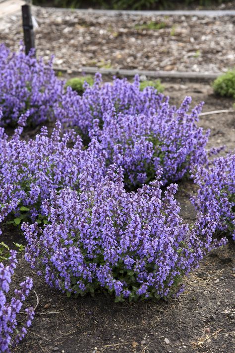 Catmint – Ultimate Plant Care & Growing Guide | Proven Winners Catmint Landscaping Ideas, Catmint Plant Landscaping, Walkers Low Catmint, Cat Mint Landscaping, Catmint Border, Catmint Companion Plants, Catmint Landscaping, Cat Mint Plant, Catmint Plant