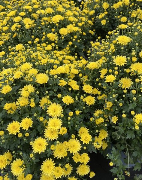 Yellow Chrysanthemum Bouquet, November Bujo, Flower Aesthetics, Yellow Chrysanthemum, Flower App, Garden Paradise, Dark Castle, Yellow Plants, Bridal Bouquet Flowers