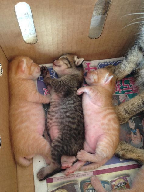 Baby Kittens Newborn, Kitten Newborn, Cats Photos, Newborn Kittens, Kitten Photos, Help Animals, Tiny Kitten, Kitten Toys, Cute Cats Photos