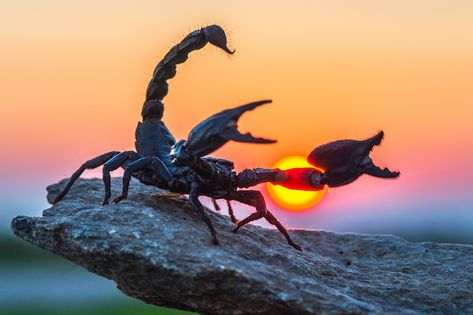 Scorpio Moon Sign, Scorpio Sun Sign, Cool Sunset, Sunset Background, Scorpio Zodiac, Arachnids, Animal Wallpaper, Animal Tattoos, Spirit Animal