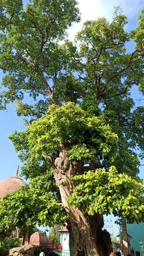 The tree from which Krishna jumped in River Yamuna to Subdue Kalia Kadamba Tree, Unorganized Idea, Radhe Shyam, High School Survival, School Survival, Krishna Painting, Lord Krishna Images, Krishna Images, Lord Krishna