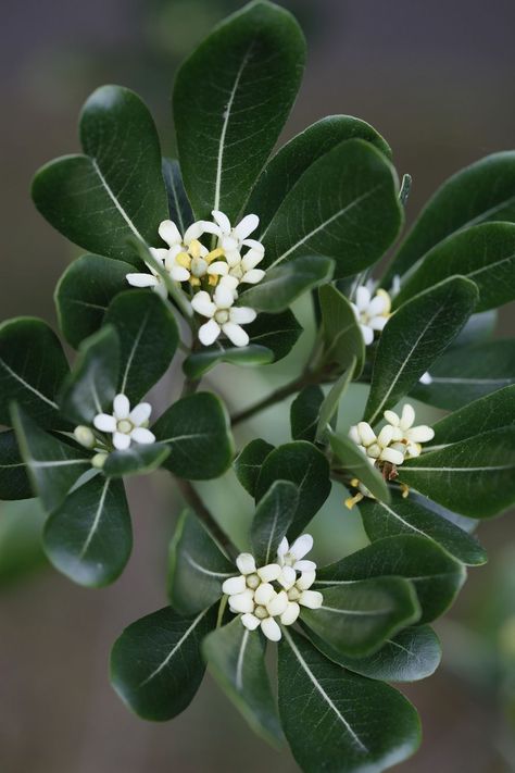 Mock Orange Shrub, Pittosporum Tobira, Fast Growing Shrubs, Shrubs For Privacy, Twig Dogwood, Fast Growing Evergreens, Privacy Plants, Lilac Bushes, Hydrangea Bush