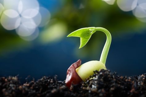 Our Evolving Selves: Visioning a Spring Growth Spurt | Spirituality & Health Magazine Spring Feeling, Giraffe Pictures, Respect Life, Seed Starting Mix, Vinegar Uses, Zone 9, Seed Germination, Planting Vegetables, Seed Starting