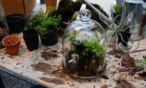 Plants For Terrariums, Garden Rooms Uk, Wall Terrarium, Build A Terrarium, Terrarium Ideas, Inside Plants, Garden Terrarium, Terrarium Diy, Garden Rooms