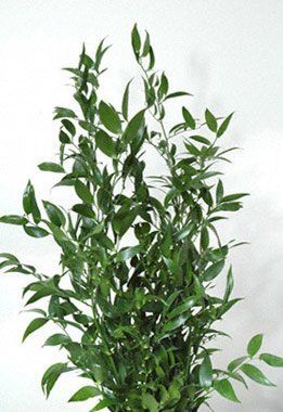 Flower Library, Italian Ruscus, Flower Identification, Wholesale Roses, Blooming Plants, Fresh Cut Flowers, Wholesale Flowers, Flower Arranging, Fresh Cut