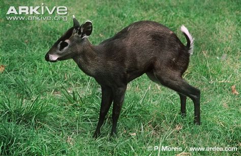 Tufted Deer Tufted Deer, Female Reindeer, Mouse Deer, Water Deer, Male Deer, Fallow Deer, Roe Deer, Red Deer, Whitetail Deer