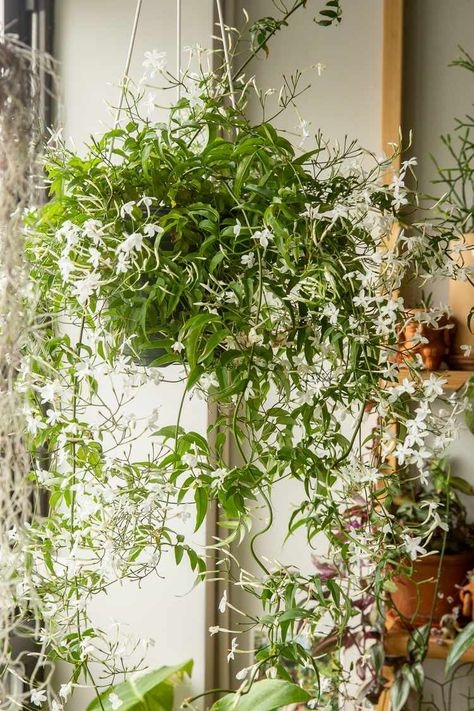 Jasmine Plant Indoor, Indoor Vines, Jasmine Vine, Plants Hanging, Jasmine Plant, Hanging Plant Wall, Jasmine Flower, Bedroom Plants, Patio Interior