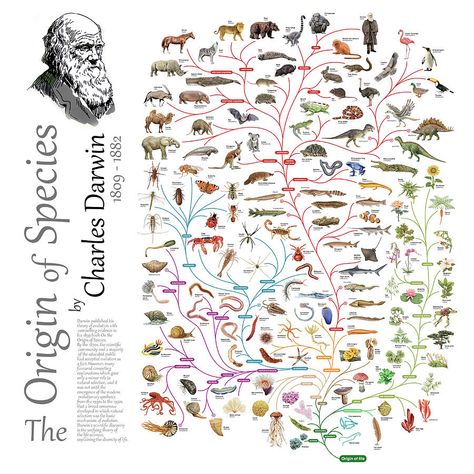 Tree Of Life Evolution, Tree Of Life Images, Darwin Evolution, Gifts Packing, Room Bedrooms, Origin Of Species, Theory Of Evolution, Animals And Plants, Life Poster