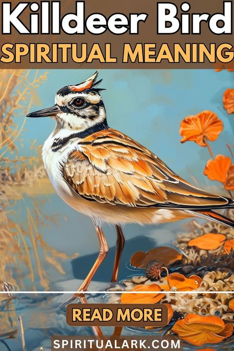 at the top of this post is the title that says, "killdeer bird, spiritual meaning", at the center of this post is a photo of a killdeer bid, below the main subject is a button which contains the words "read more", and at the very bottom of this post is the website source which is "SpiritualArk.com" Killdeer Bird, Birds And The Bees, Spiritual Meaning, Personal Journey, Have You Ever, Natural World, The Photo, To Read, Meant To Be