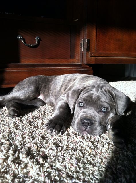 Keri Lake, Chien Cane Corso, Cane Corsos, Italian Mastiff, Gray Dog, Cane Corso Puppies, Cane Corso Dog, Corso Dog, Dog Mommy