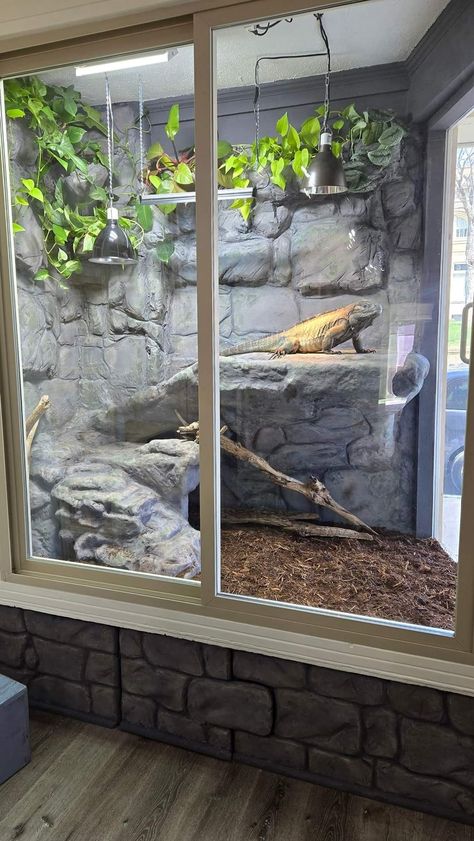 Rhino Iguana Enclosure, Iguana Enclosure Indoor, Tegu Lizard Enclosure, Diy Lizard Enclosure, Beardie Enclosure Ideas, Iguana Terrarium, Boa Constrictor Enclosure, Reptile Enclosure Ideas, Bearded Dragon Vivarium Ideas