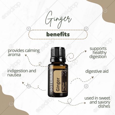 Ginger #ginger #ginger uses #Ginger benefits #ginger drops #ginger oil #wellnessadvocate #doterra #wellnessstockphotos #onedropdesigns #doterrawellnessadvocate #doterratips #doterragraphics #doterraphotos Ginger Drops, Ginger Uses, Ginger Benefits, Ginger Essential Oil, Ginger Oil, Doterra Oils, One Drop, Doterra, Social Media Post